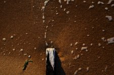 Nature morte, planche d'pi sur sable.